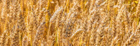 Téléchargez les photos : Ear of corn on a cornfield - en image libre de droit