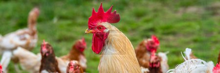 Photo for Outdoor farming of wild chicken - Royalty Free Image
