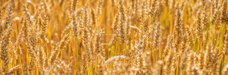 Photo for Grain in a field before harvest - Royalty Free Image