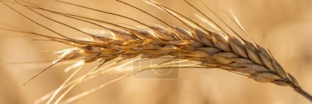 Photo for Grain in a field before harvest - Royalty Free Image