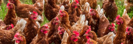 Photo for Outdoor farming with chicken - Royalty Free Image