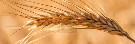 Téléchargez les photos : Grain in a field before harvest - en image libre de droit
