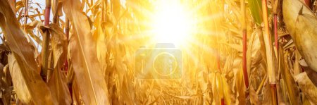 Photo for High temperature and lack of water in summer heat - Royalty Free Image