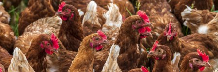 Téléchargez les photos : Élevage en plein air de poulets sauvages - en image libre de droit