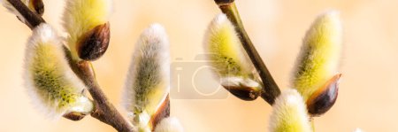 Foto de Details of pussy willows with pollen - Imagen libre de derechos