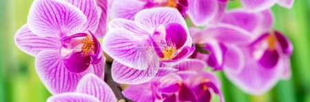 Photo for Japanese zen garden with orchid flower - Royalty Free Image