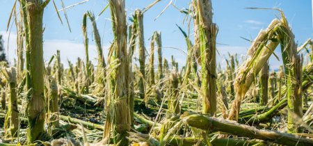 Téléchargez les photos : Les dégâts causés par la grêle et les fortes pluies ont détruit un champ de maïs - en image libre de droit