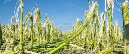 Téléchargez les photos : Les dégâts causés par la grêle et les fortes pluies ont détruit un champ de maïs - en image libre de droit