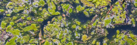 Téléchargez les photos : Pollution de l'eau par la croissance d'algues vertes - en image libre de droit