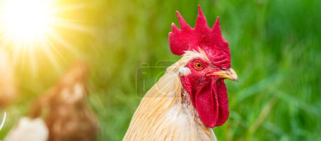 Photo for Portrait of the head of a rooster - Royalty Free Image