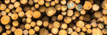 Foto de Muchos troncos de árbol en un lugar de almacenamiento - Imagen libre de derechos