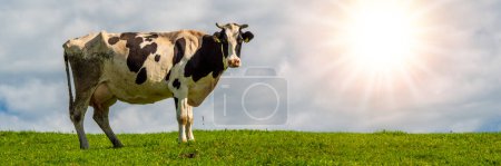 Foto de Vaca sola en el prado contra el cielo - Imagen libre de derechos
