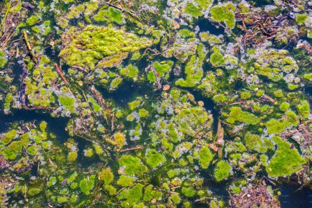 Foto de Contaminación del agua con crecimiento de algas verdes - Imagen libre de derechos