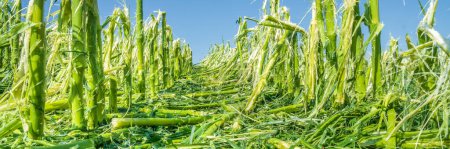 heavy storm and hail destroyed agricultural field