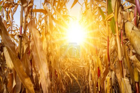 Photo for Hot temperature, summer heat and dryness in agriculture - Royalty Free Image