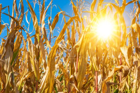 Hitze, Sommerhitze und Trockenheit in der Landwirtschaft