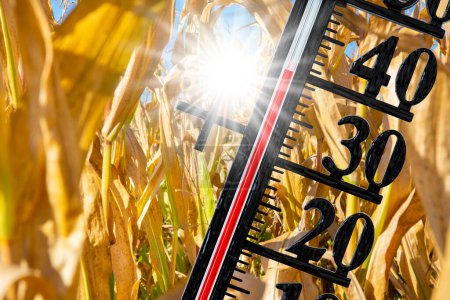 Photo for Thermometer shows high temperature in summer heat with dryness and lack of water in field - Royalty Free Image