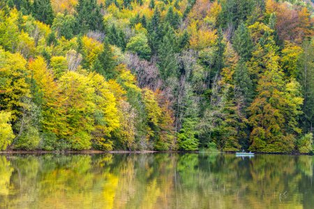 Téléchargez les photos : Forêt idyllique avec couleur d'automne - en image libre de droit