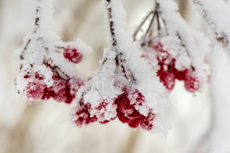 Photo for Frozen red berries with hoarfrost at cold winter day - Royalty Free Image