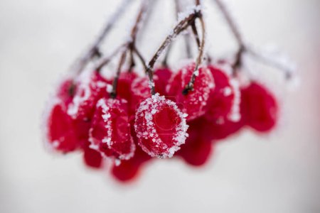 Foto de Bayas rojas congeladas con escarcha en el frío día de invierno - Imagen libre de derechos