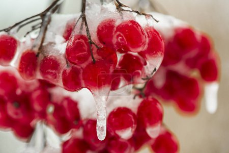 Foto de Bayas rojas congeladas con escarcha en el frío día de invierno - Imagen libre de derechos