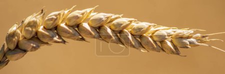 Photo for Grain ear in detail - Royalty Free Image