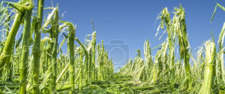 Photo for Maize field destroyed from hail storm - Royalty Free Image
