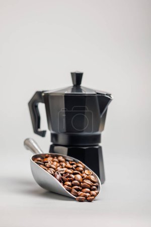 Roasted coffee beans in scoop on the gray background.