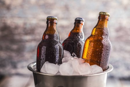 A metal bucket is filled with ice, and three glass bottles of beer are placed inside it, chilling.