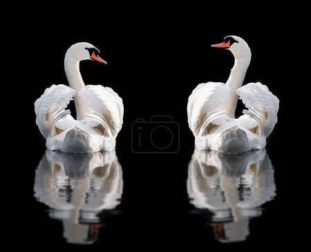 Photo for Two white mute swans with wings busking looking at each other in the water isolated on a black background with ripple reflection. North Walsham in Norfolk - Royalty Free Image