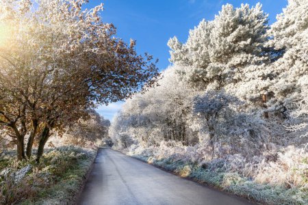 Foto de Invierno helada de árboles en las carreteras rurales del Reino Unido. Clima helado con cielos azules claros en diciembre - Imagen libre de derechos