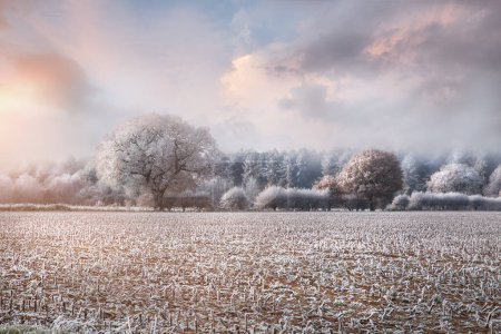 Photo for Winter rural landscape at sunrise with heavy frost and snow on trees and farmers crop fields in Norfolk England - Royalty Free Image