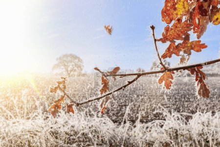 Téléchargez les photos : Feuilles de chêne étonnantes sur un arbre avec des glaçons de givre et lever du soleil aube, regardant à travers un champ fermier gelé dans l'ouest Raynham Norfolk Angleterre - en image libre de droit