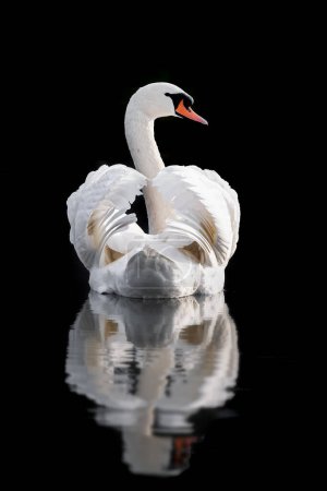 Photo for Single white mute swan with wings busking  in the water isolated on a black background with reflection in North Walsham in Norfolk England - Royalty Free Image
