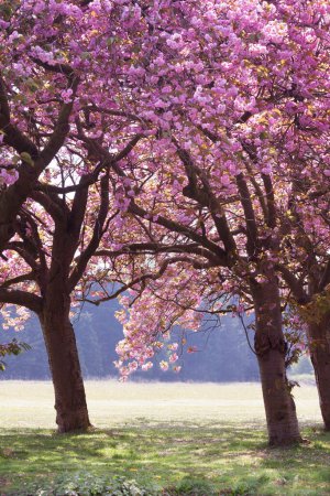 Téléchargez les photos : Fleurs de cerisier rose vif ferment au printemps dans Norfolk Angleterre - en image libre de droit
