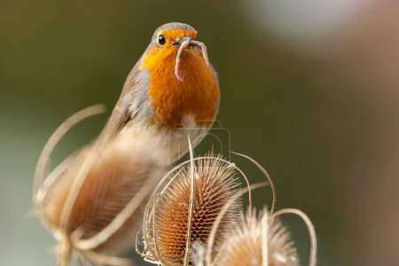 Photo for Early bird catches the worm. European Robin redbreast close up feeding perched on a teasel plant. Worms and bugs in its beak in nature. - Royalty Free Image