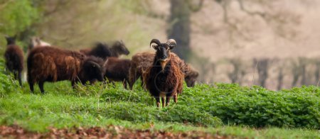 Téléchargez les photos : Moutons hébridiens avec des cornes dans un champ et manteau de laine shaggy. Vue panoramique avec un regard droit sur la caméra - en image libre de droit