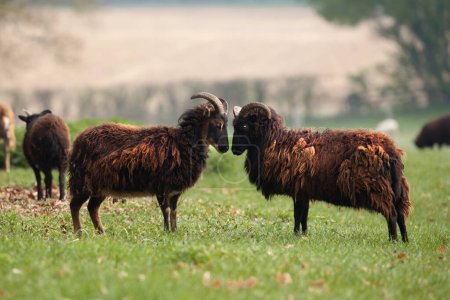 Téléchargez les photos : Deux moutons hébridiens mignons avec des cornes dans un champ et manteau de laine shaggy. En se regardant de très près - en image libre de droit