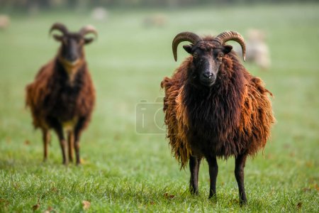 Foto de Dos lindas ovejas Hebridean con cuernos en un campo y abrigo de lana peluda. Mirando al camer - Imagen libre de derechos