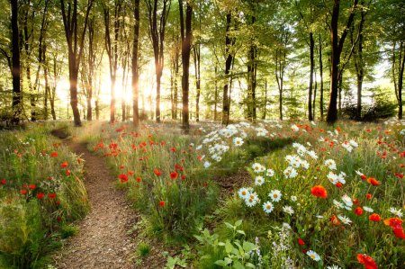 Waldaufgangsweg mit Mohn und Gänseblümchen in einem Wald. Frühlingsblumen im Morgengrauen