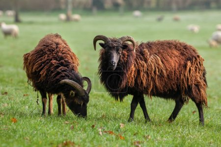 Foto de Bonita oveja de Hebridean con cuernos en un campo y abrigo de lana peluda. Mirando a la cámara en un campo - Imagen libre de derechos