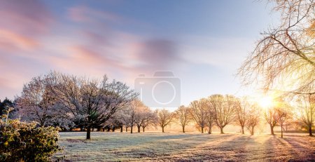 Téléchargez les photos : Lever de soleil d'hiver sur les arbres et les parcs au Royaume-Uni Norfolk. Nuages roses et ciel bleu avec gros givre - en image libre de droit