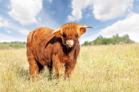 Téléchargez les photos : Mignon Highland vache collant sa langue sur lécher son nez avec buttercup dans la bouche dans une prairie de printemps - en image libre de droit