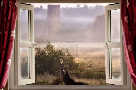 Téléchargez les photos : Fenêtre ouverte donnant sur le matin brumeux, avec un hibou de grange sur la clôture en métal dans Norfolk Angleterre - en image libre de droit