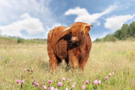 Photo for Cute highland cow close up with a buttercup in his mouth close up in a flower meadow. - Royalty Free Image