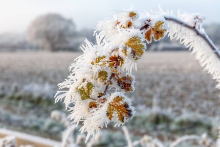 Foto de Hermosos cristales de hielo colgando de una planta de invierno de cerca en Norfolk Inglaterra - Imagen libre de derechos
