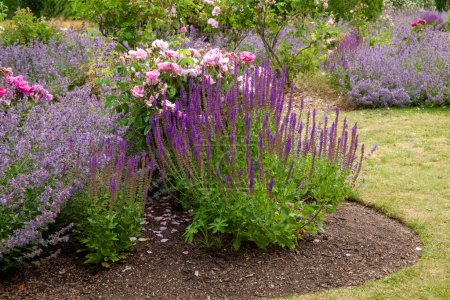Foto de Jardín cama de flores en verano con salvia del bosque, salvia silvestre, rosas rosadas, y otras plantas perennes - Imagen libre de derechos