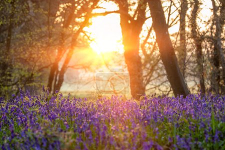 Téléchargez les photos : Superbes bois de Bluebell avec lever de soleil rayonnant à travers les arbres de printemps dans Norfolk Angleterre - en image libre de droit