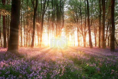 Incroyable lever de soleil à travers la forêt de Bluebell et les arbres avec des rayons de soleil lumineux et des fleurs sauvages au printemps. Woodland dans le Hampshire Angleterre Royaume Uni
