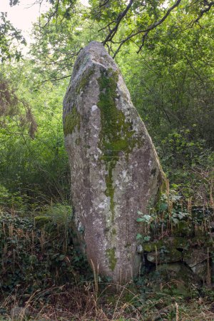 Téléchargez les photos : Alignements Kerjean - site archéologique - menhirs dans la forêt, Erdeven, département du Morbihan, Bretagne, France - en image libre de droit